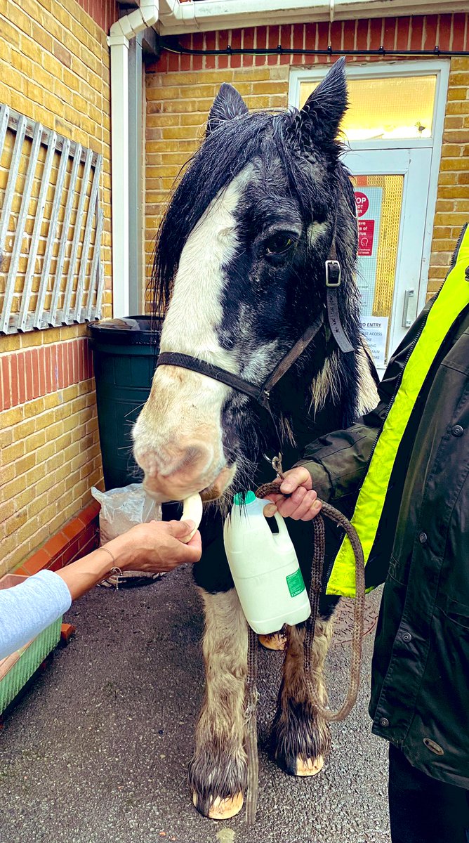 Here is Jazz one of our our riding for the disabled horses at Ravenswood. On his morning walk he stopped to collect some milk and managed to get a parsnip as a light snack @norwooduk <a href="/clarebalding/">Clare Balding 💙</a>