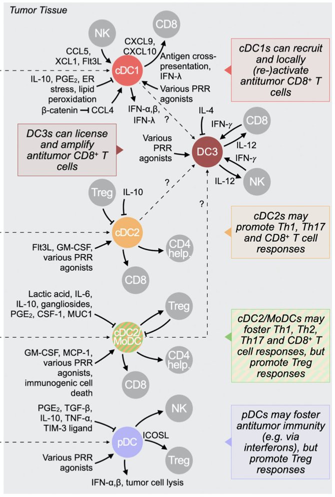 What are the functions of tumor-infiltrating DC states? The roles of all five tumor-infiltrating DC states is being unraveled by many research groups. Below is a quick recap (but there is much more info in the paper!): 11/n