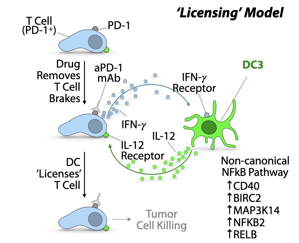 DC3s: Required for successful cancer immunotherapy in mice ( https://doi.org/10.1016/j.immuni.2018.09.024 ). Can license T cells to eliminate tumors. Can also be immunosuppressed ( https://doi.org/10.1038/s41586-020-2134-y). 14/n