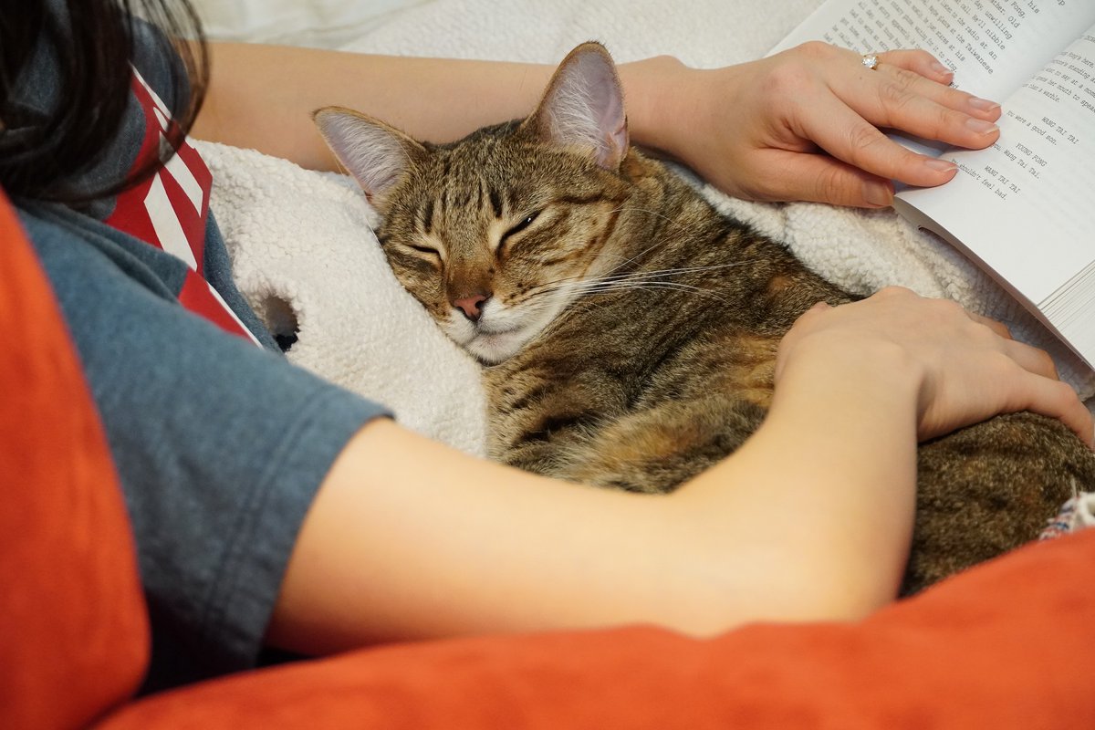 JunipurrStudio's tweet photo. Yup, the #snuggleisreal 

#furbaby #sundayvibes https://t.co/7eFT4iVBmA