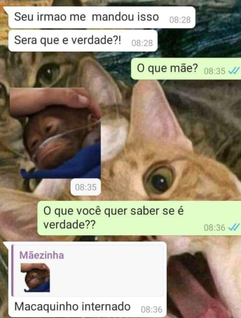alcrsk's tweet photo. macaquinho internado https://t.co/3NkfUDP4zy