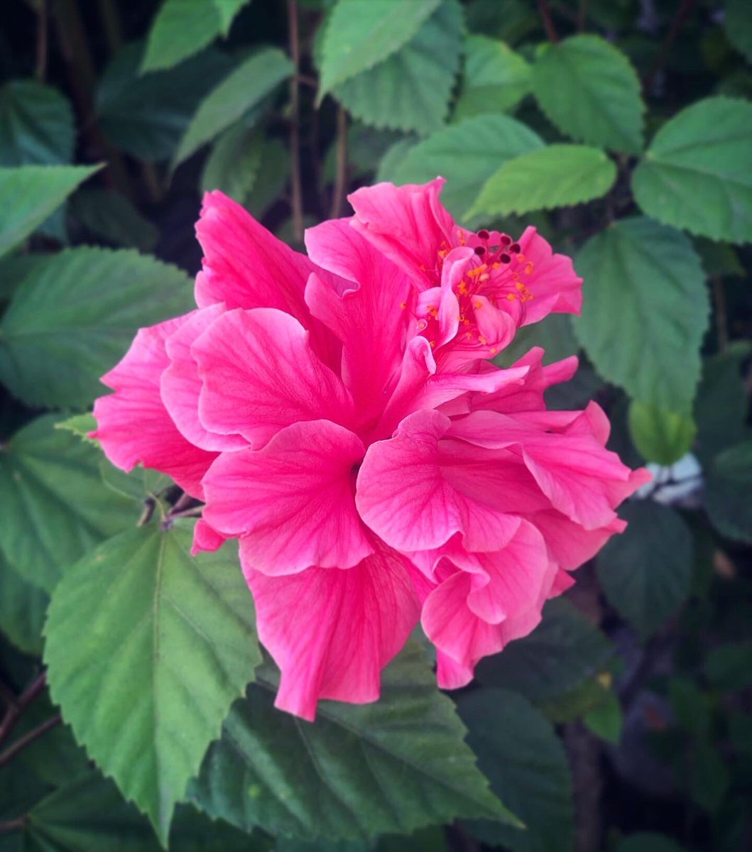 swatishetty's tweet image. We’re all born with a role to play. Mine I think is to bring you flowers everyday. 🙃❤️
#honorbeautyeveryday #biutiful