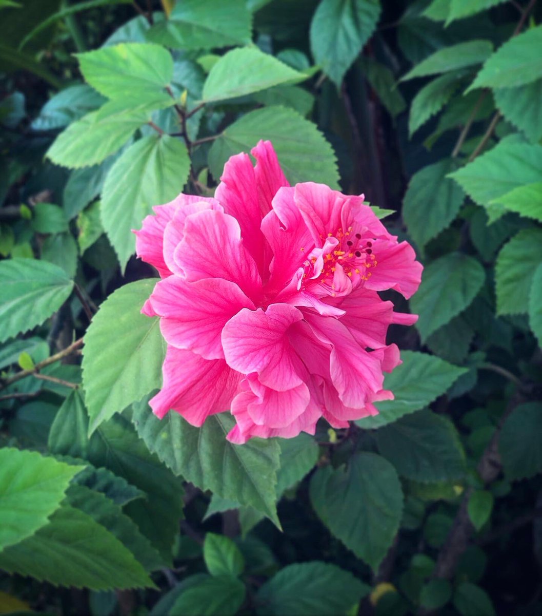 swatishetty's tweet image. We’re all born with a role to play. Mine I think is to bring you flowers everyday. 🙃❤️
#honorbeautyeveryday #biutiful