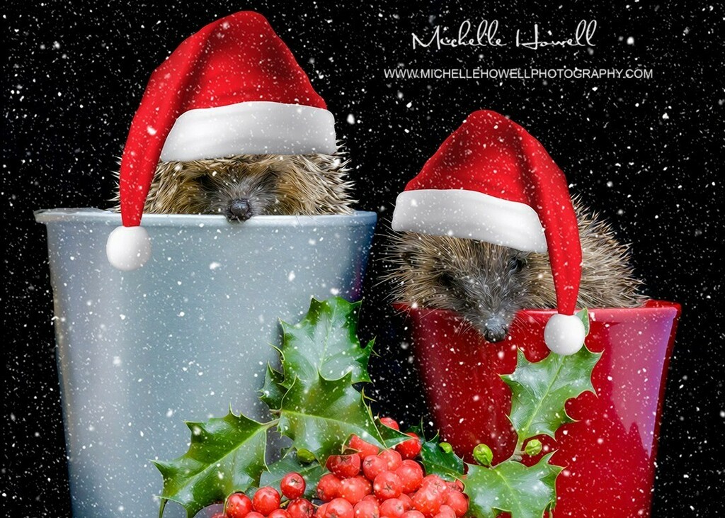 mich_howell's tweet photo. Wishing you all a very Merry Xmas and a much happier New Year.
Stay safe in your Xmas bubbles🙂
@michellehowellphotos
https://t.co/iymrmJxBwZ
#merryxmas #happynewyear #seasonsgreetings #xmasbubble #staysafe #hedgehogsofinstagram #hedgehogs #sociald… https://t.co/VmzcY0M9CT https://t.co/PAHSPaGate