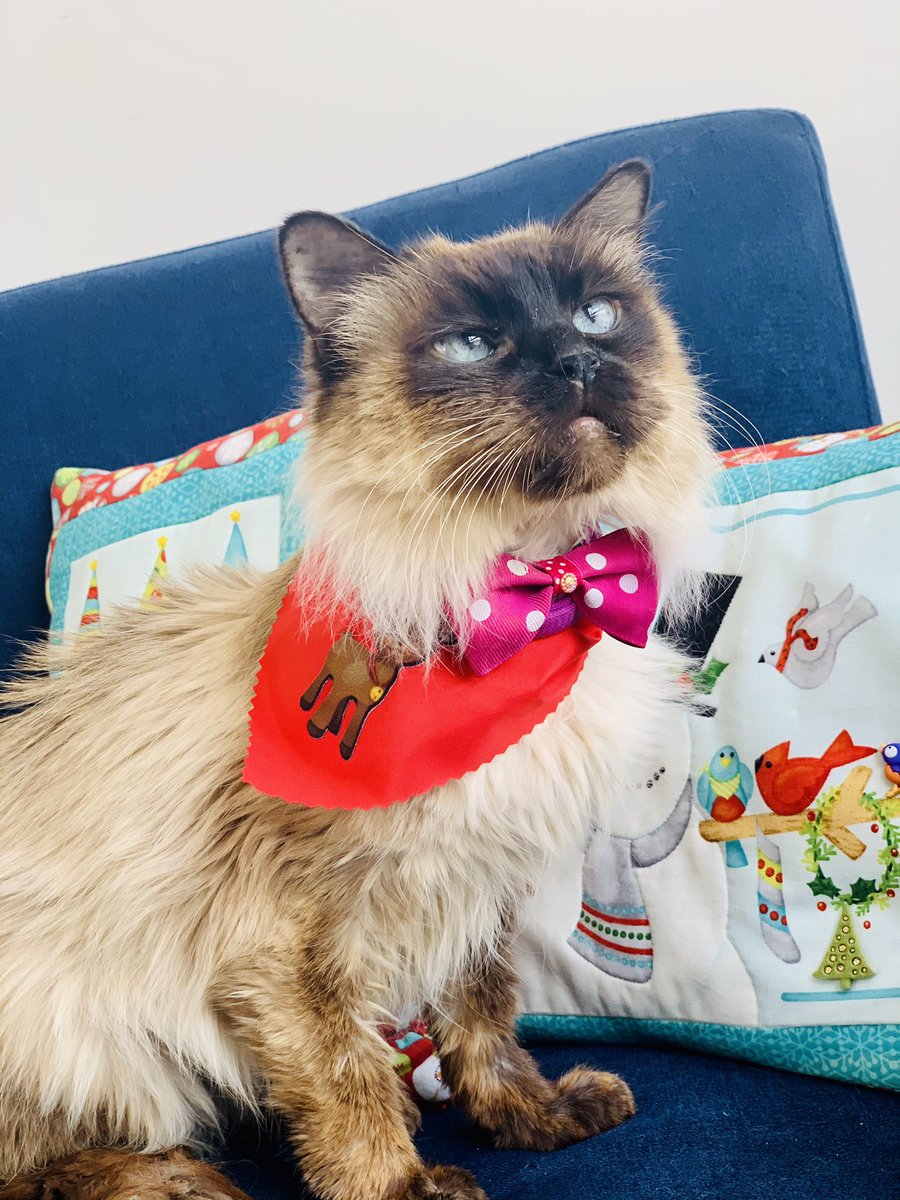 Danitovar's tweet photo. Habrán unos bizcos más divinos? Claro que no! Los de ella y ya! Te amo mi pandereta! ❤️🐱 #SiamesCat https://t.co/P4s5VwDXNp