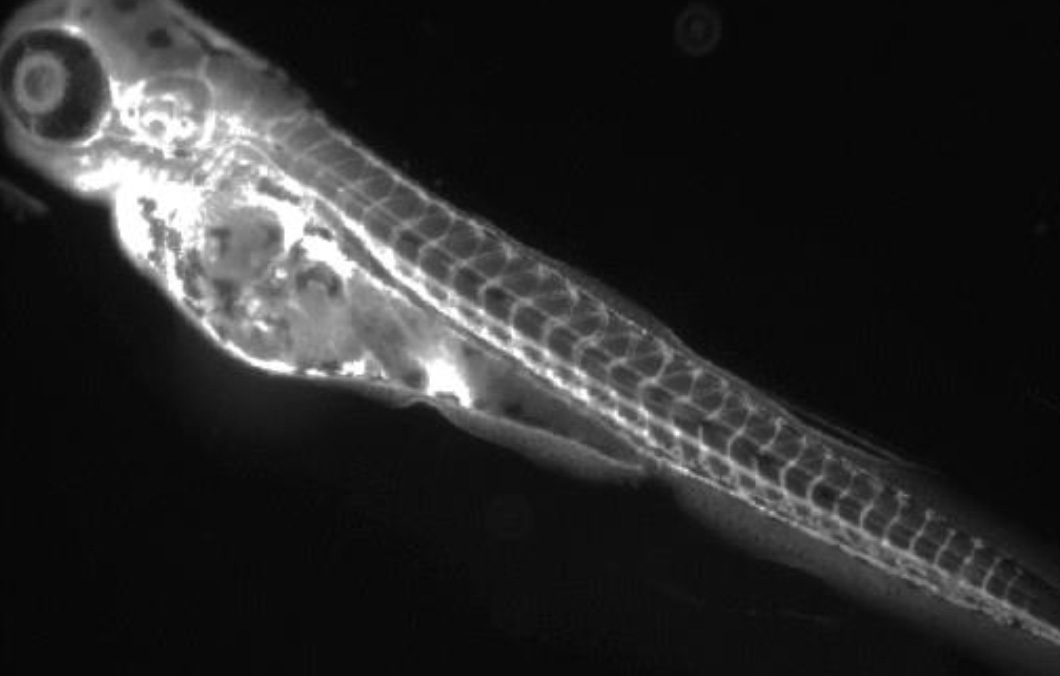l_obrien_lab's tweet photo. While we haven't analyzed every tissue at every resolution (there may be a preference for labeling large vessels/arteries, modifications may help), we hope researchers will find this approach useful. Works in zf too. @SamEHoneycutt1 for the nice work! https://t.co/UZ1TtvdaST