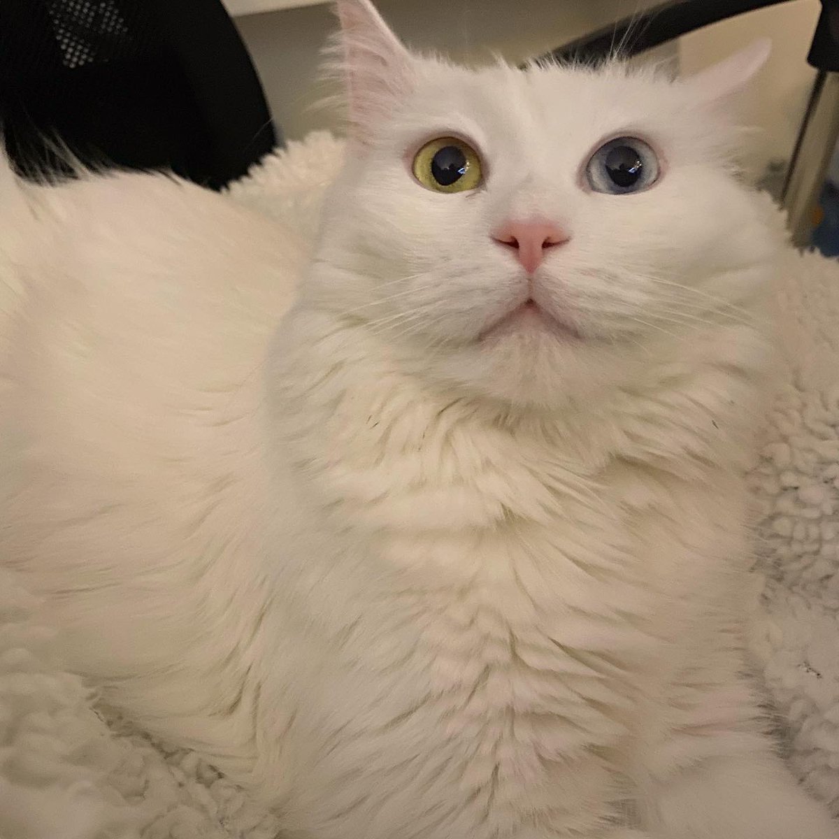 Olaf IRL tweet media