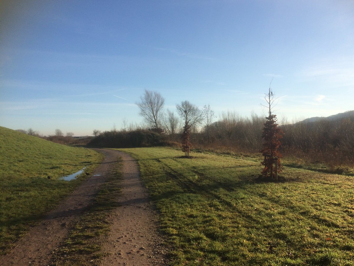 Bijzondere soortkeuze voor boomaanplant (o.a. Beuk) in dijkzone in Ooijpolder ⁦<a href="/wsrivierenland/">Waterschap Rivierenland</a>⁩