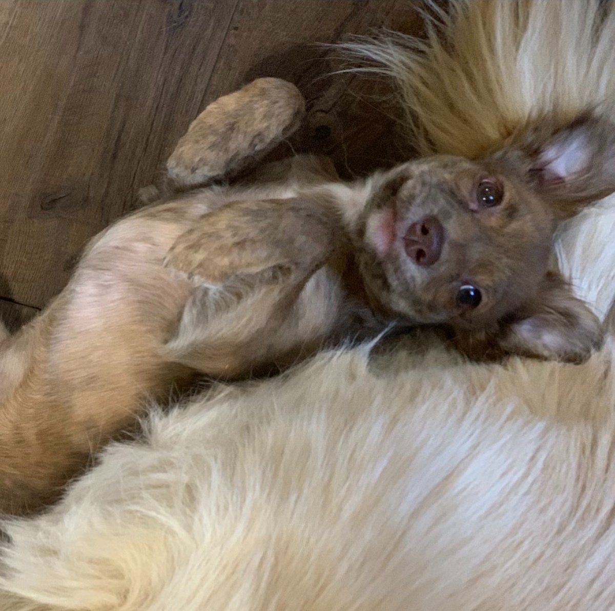 Michael Grimm tweet media