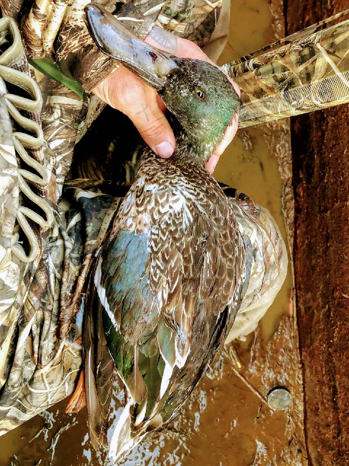 ericbrownphoto's tweet photo. Good Morning in Arkansas
#duckhunt #Arkansas #Duck https://t.co/3lKR0CzLT1
