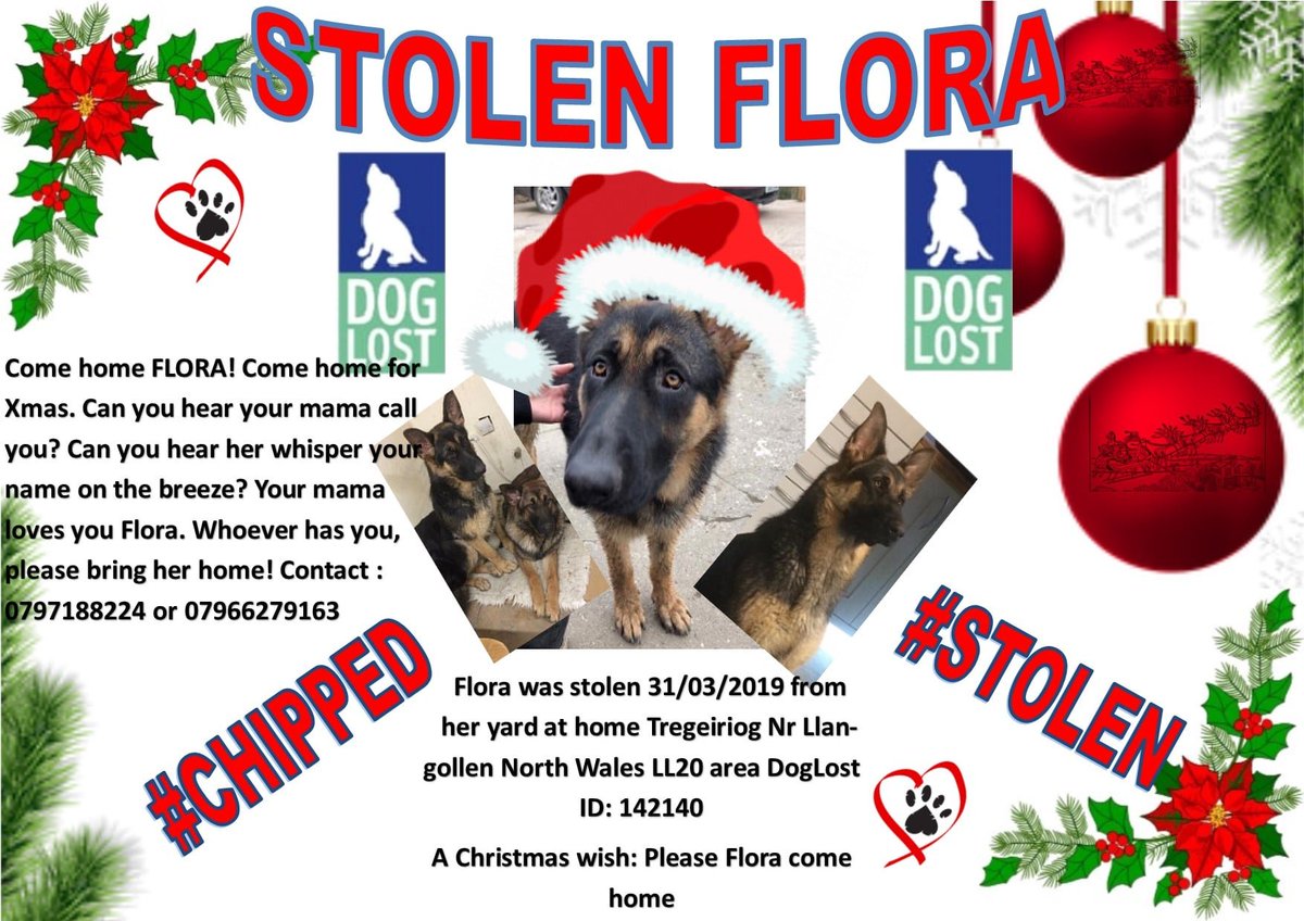 LostPetsWales tweet media