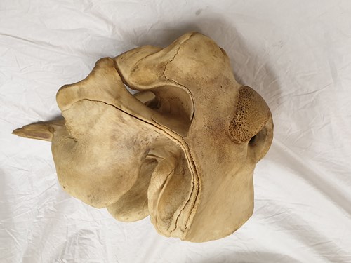 PoliceScotland's tweet photo. We are appealing for info to locate a missing whale skull belonging to a northern bottle nose whale and measuring 100 x 60 x 60cms which was left on Cocklawburn Beach near Berwick-upon-Tweed in October.

More info ➡️ https://t.co/ctMe6yHkwI https://t.co/SefY4OO6ic