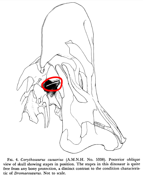 TylerGreenfieId's tweet photo. People often wonder how we can tell that dinosaurs' ears were located behind their skulls. The answer is simple: we have preserved inner ear bones (stapes) showing this. The position of the stapes is similar to most modern reptiles, like this Bengal monitor for example. https://t.co/oWOu1rjGFR