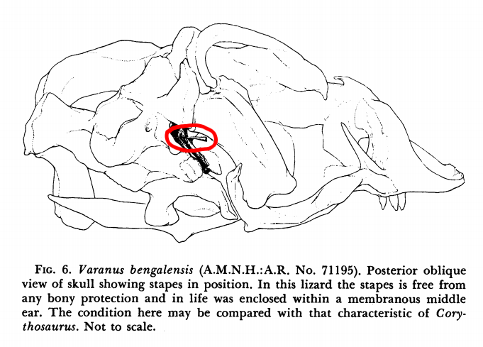 TylerGreenfieId's tweet photo. People often wonder how we can tell that dinosaurs' ears were located behind their skulls. The answer is simple: we have preserved inner ear bones (stapes) showing this. The position of the stapes is similar to most modern reptiles, like this Bengal monitor for example. https://t.co/oWOu1rjGFR