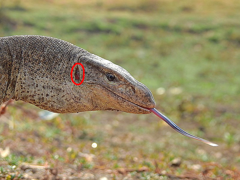 TylerGreenfieId's tweet photo. People often wonder how we can tell that dinosaurs' ears were located behind their skulls. The answer is simple: we have preserved inner ear bones (stapes) showing this. The position of the stapes is similar to most modern reptiles, like this Bengal monitor for example. https://t.co/oWOu1rjGFR