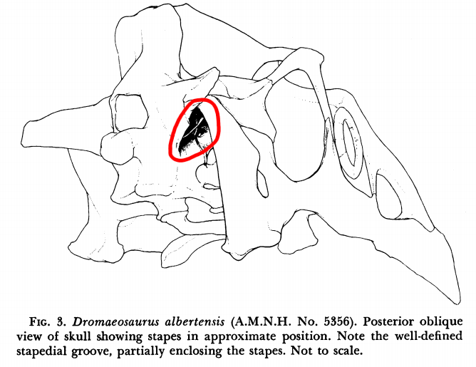 TylerGreenfieId's tweet photo. People often wonder how we can tell that dinosaurs' ears were located behind their skulls. The answer is simple: we have preserved inner ear bones (stapes) showing this. The position of the stapes is similar to most modern reptiles, like this Bengal monitor for example. https://t.co/oWOu1rjGFR