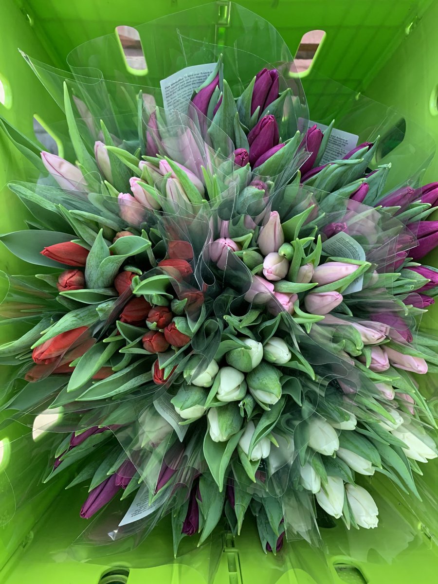First tulips of our season off to a Waitrose store near you # lovebritishtulips