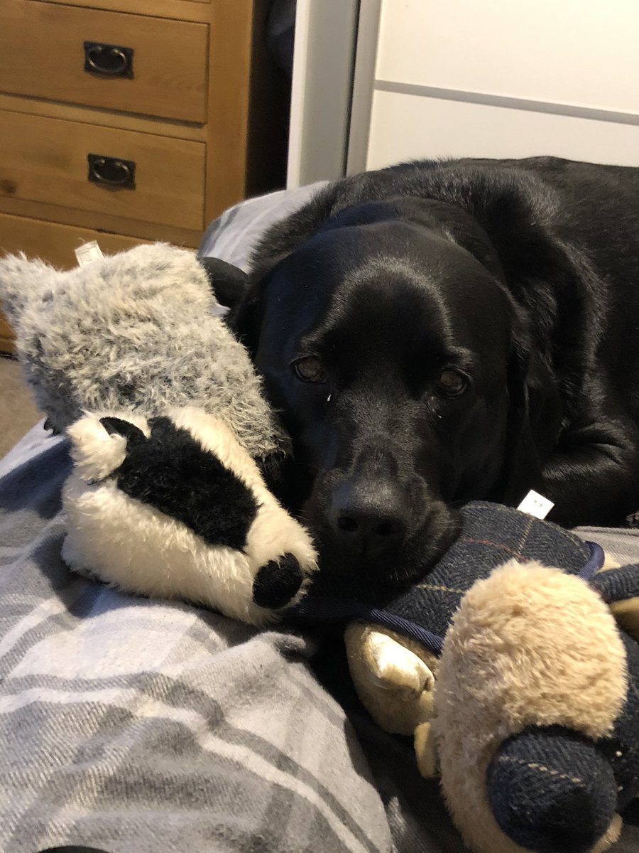 lewisrachael84's tweet photo. Just chilling out with her toys! #bontent #dogsoftwitter #labrador https://t.co/IXvvWlFOwn