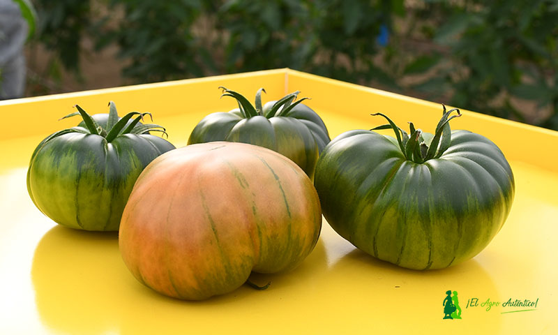 jaarcossanchez's tweet photo. 🔝🔝🔝El temprano Ambrosía revoluciona el calendario del Raf https://t.co/wpLZSDd7yb

Un nuevo #tomate Raf de #HMClause para entrar antes en el mercado. La variedad más temprana 😋😋😋

Más info: https://t.co/wpLZSDd7yb

#conectaconclause #yosoydeclause🍅🌱@BonetPertusa @Cariatiz https://t.co/GsfVxe9MQ3