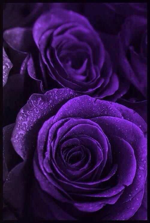 Hoa hồng tím: Hoa hồng tím là một loại hoa đẹp và quý giá. Màu tím tượng trưng cho sự sang trọng và tinh tế. Bạn sẽ thấy mình bị đắm chìm trong cảm giác của tình yêu và lãng mạn khi nhìn thấy hình ảnh của hoa hồng tím này. Hãy cùng chiêm ngưỡng những bông hoa tuyệt đẹp này và để tâm hồn được thư giãn.