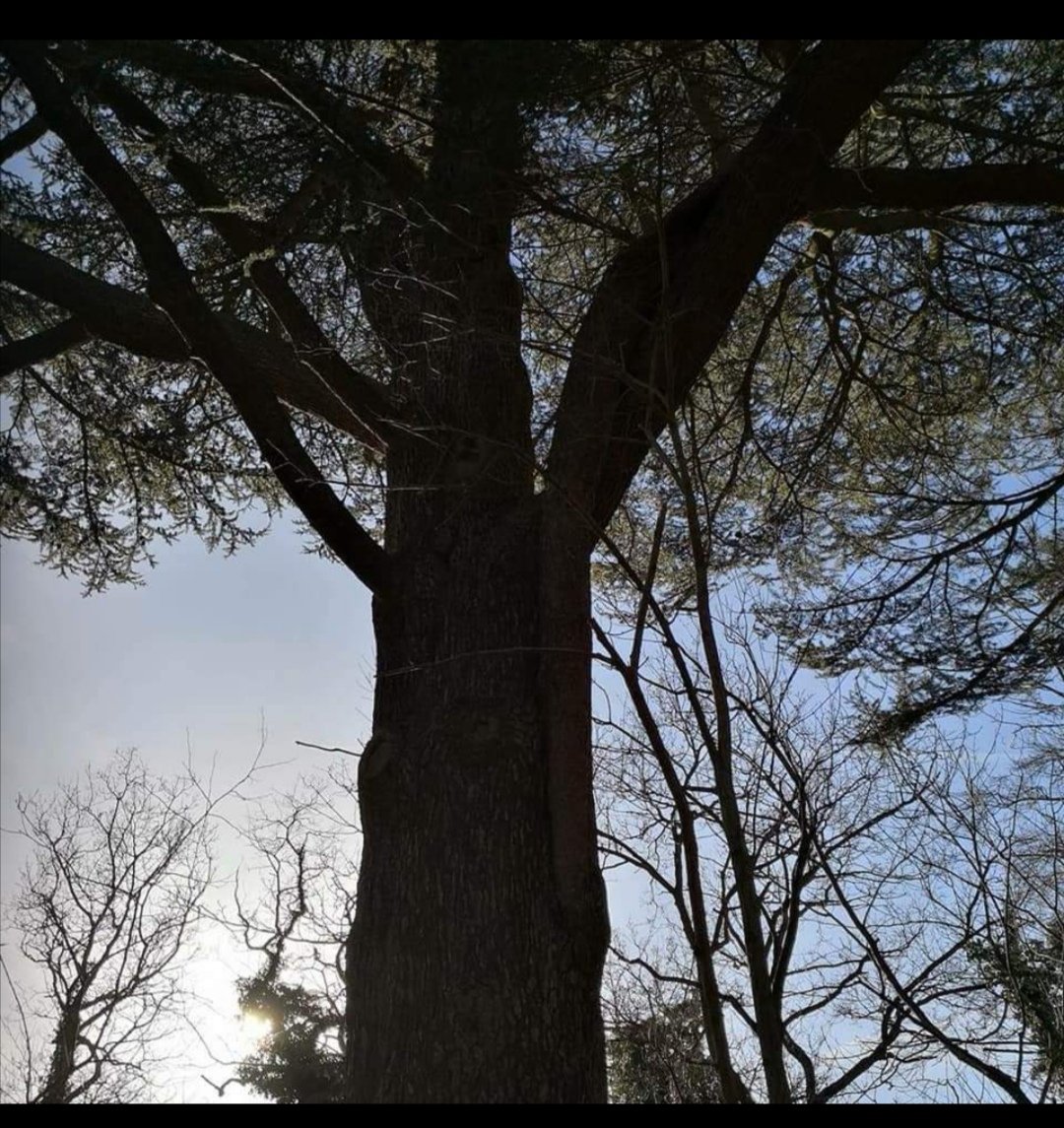 outlookisrosy's tweet photo. Anyone else feel a thousand years old at the moment ? Time to reconnect with nature .. here is a pic of my favourite tree #TreeClub #healingtree https://t.co/pwRmDbMQ54
