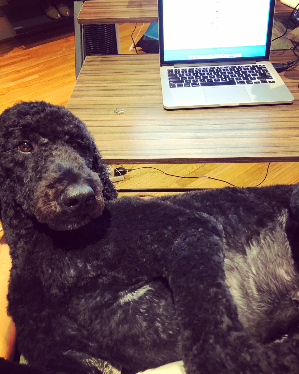 _AshwaniJain_'s tweet photo. #FridayWorkDay #NeedyPup #GoogleTheDoodle ๐ https://t.co/tDfg2l5uHn