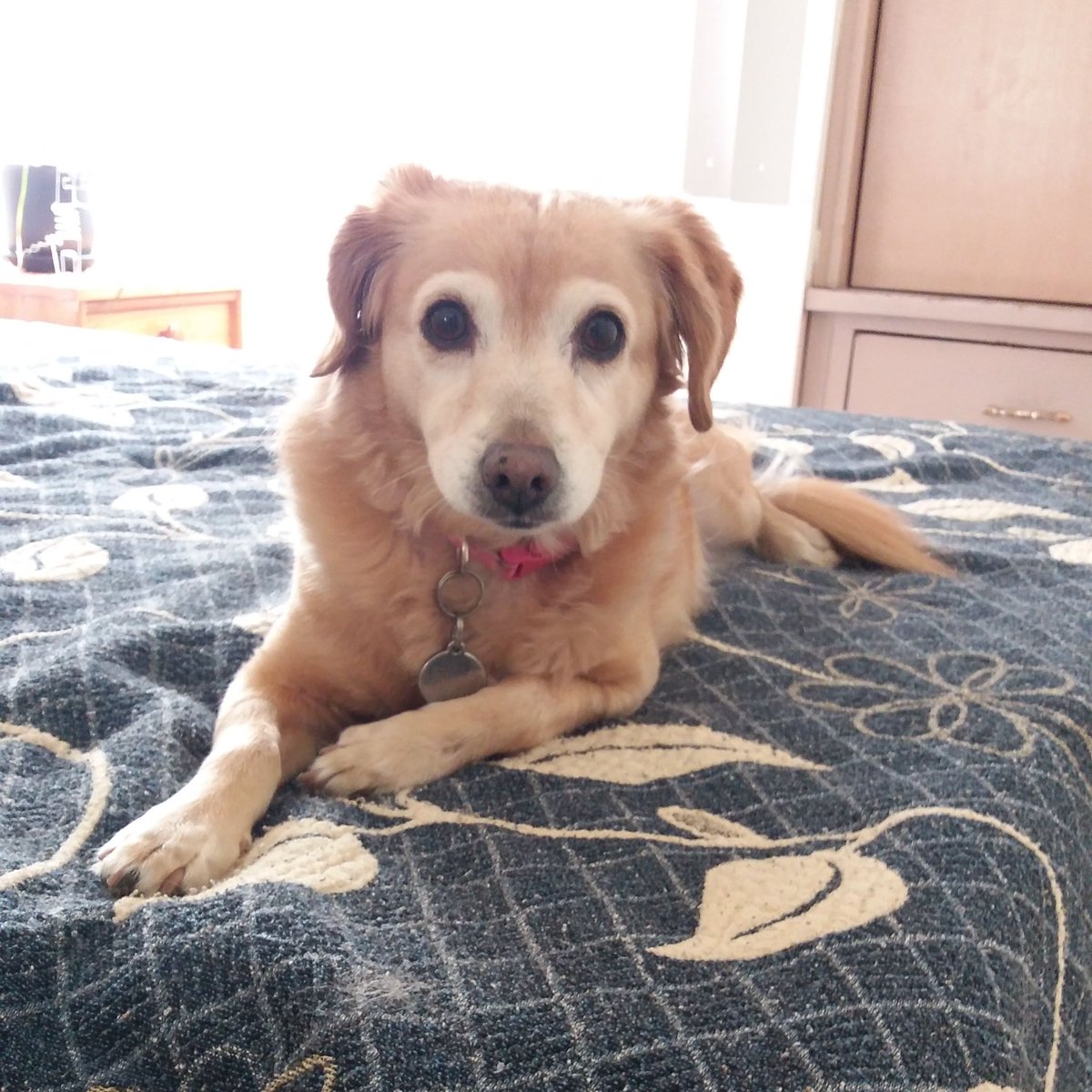 BrendaPadilla's tweet photo. Working with #EHC has been fun. We usually have a weekly online meeting to catch up. And guess what... Pets are welcome to join. I love it. #ConsultancyWork https://t.co/dcVW7qs2N3