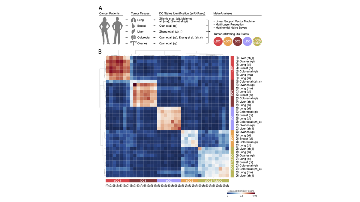 RockUPress's tweet photo. In this #JEMCancerFocus review in @JExpMed, Gerhard @gengerhard @mikaelpittet @PittetLab et al. reveal the conservation of human tumor-infiltrating dendritic cell states via meta-analysis of scRNA-seq datasets: https://t.co/C34As5AIOy https://t.co/QQgnoJftmg