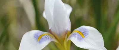 dillingham_team's tweet photo. Our experts pick the best winter flowering plants to grow over the colder months to ensure colour an interest for longer https://t.co/jdCv75q1Dw https://t.co/YA0uNInEX5