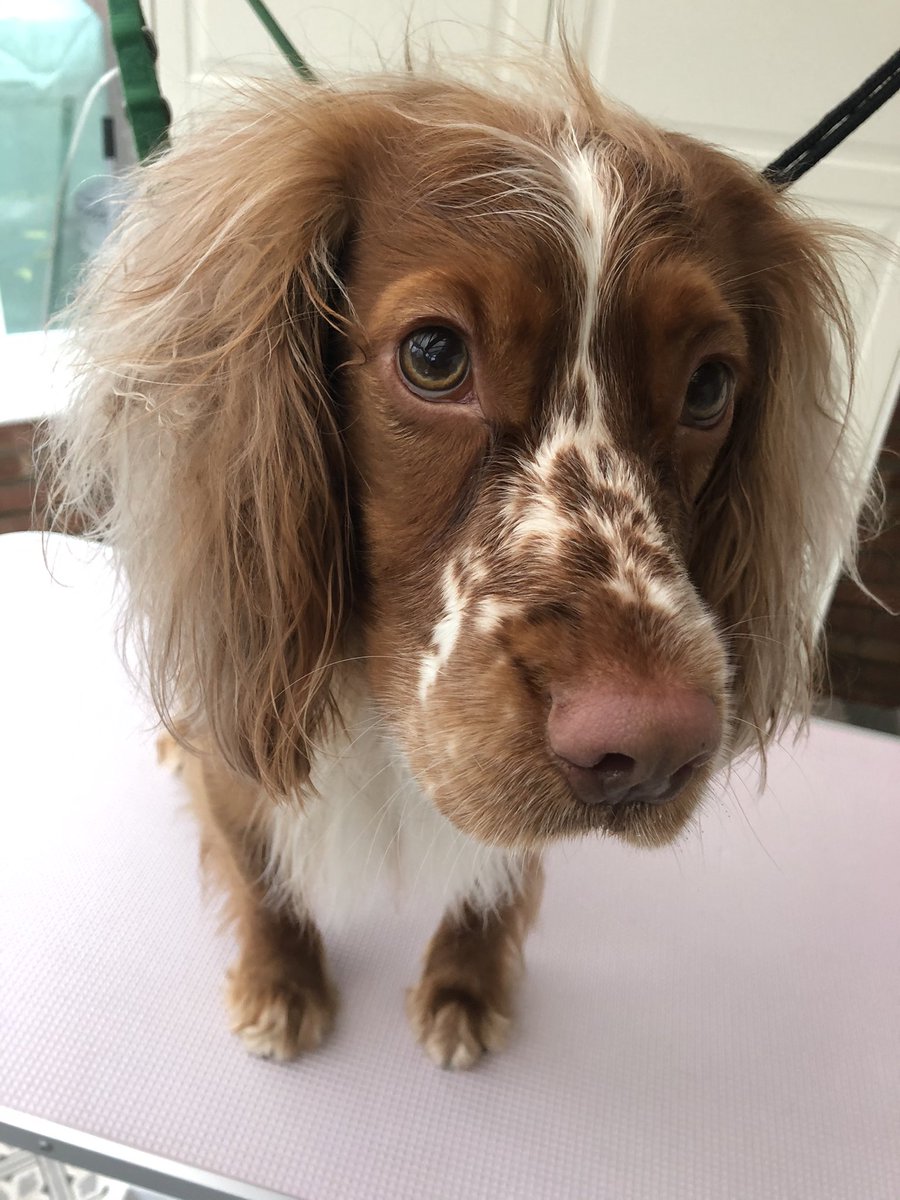 Look at this lovely Cocker spaniel! From the grooming salon today. Just makes you wanna smile! Happy Friday! #happy #FridayVibes #weekendvibes