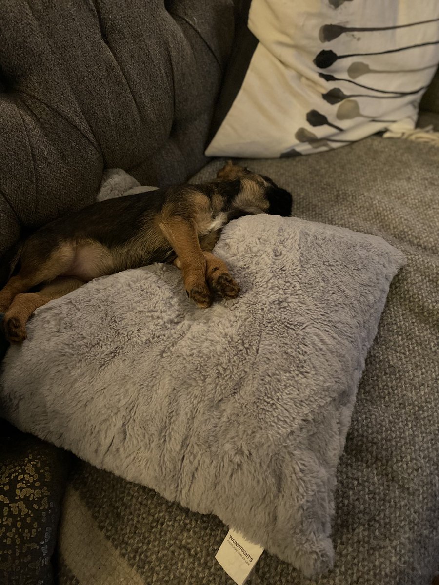 catherine1992a's tweet photo. When youโve worn out your ever tolerant big brother #borderterrier #borderpup https://t.co/64JI6Ljlkq