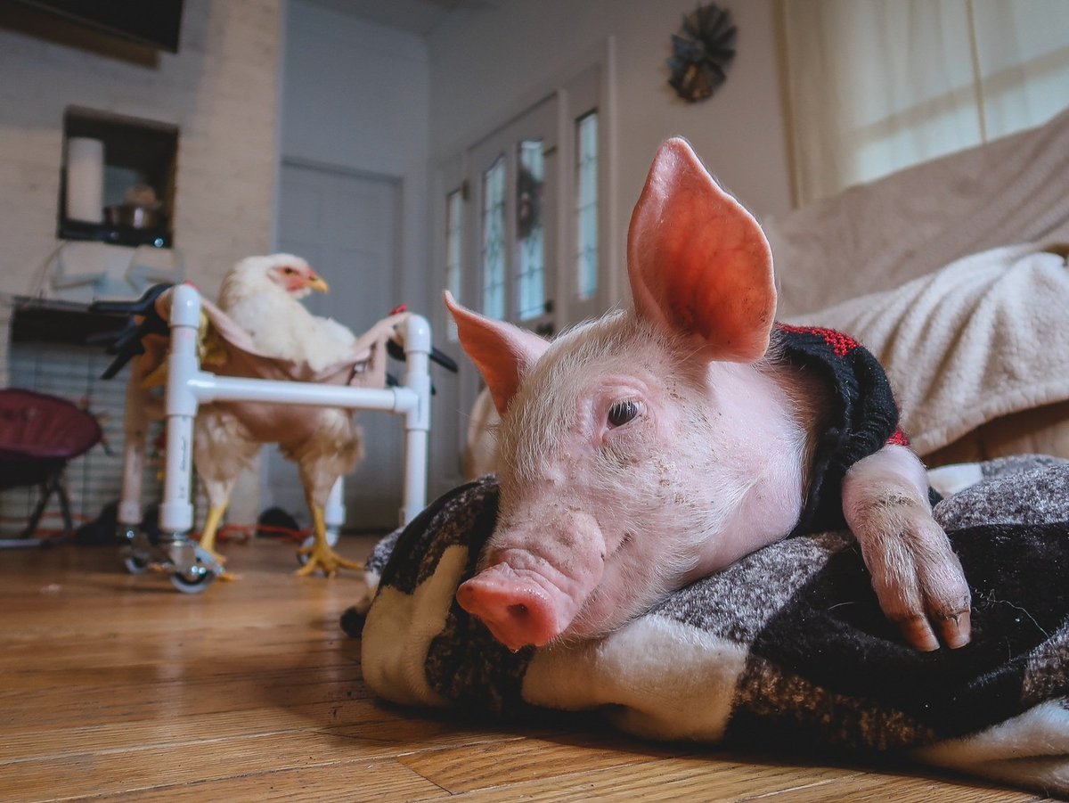 Meanwhile, in the living room... ❤ #vegan #animalsanctuary #sisurefuge