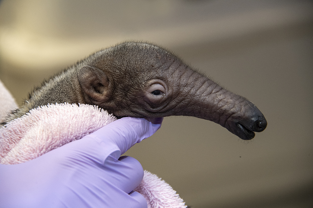 Ron Magill tweet media