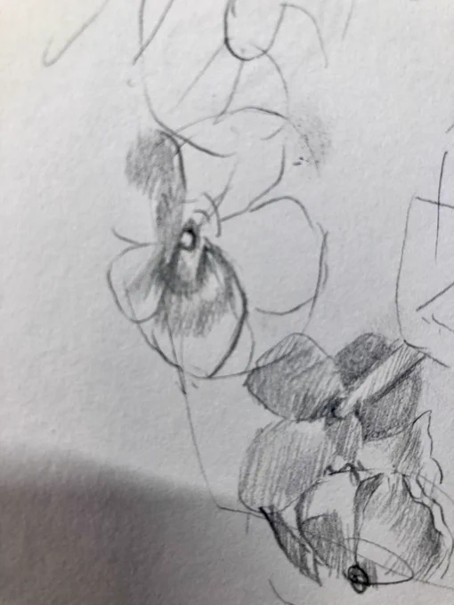 アナログ鉛筆画描き始めました✏️
名前が分からないお花なのですが、ピンクのグラデーションがかかっていてとても綺麗なんです?
#イラスト進捗 