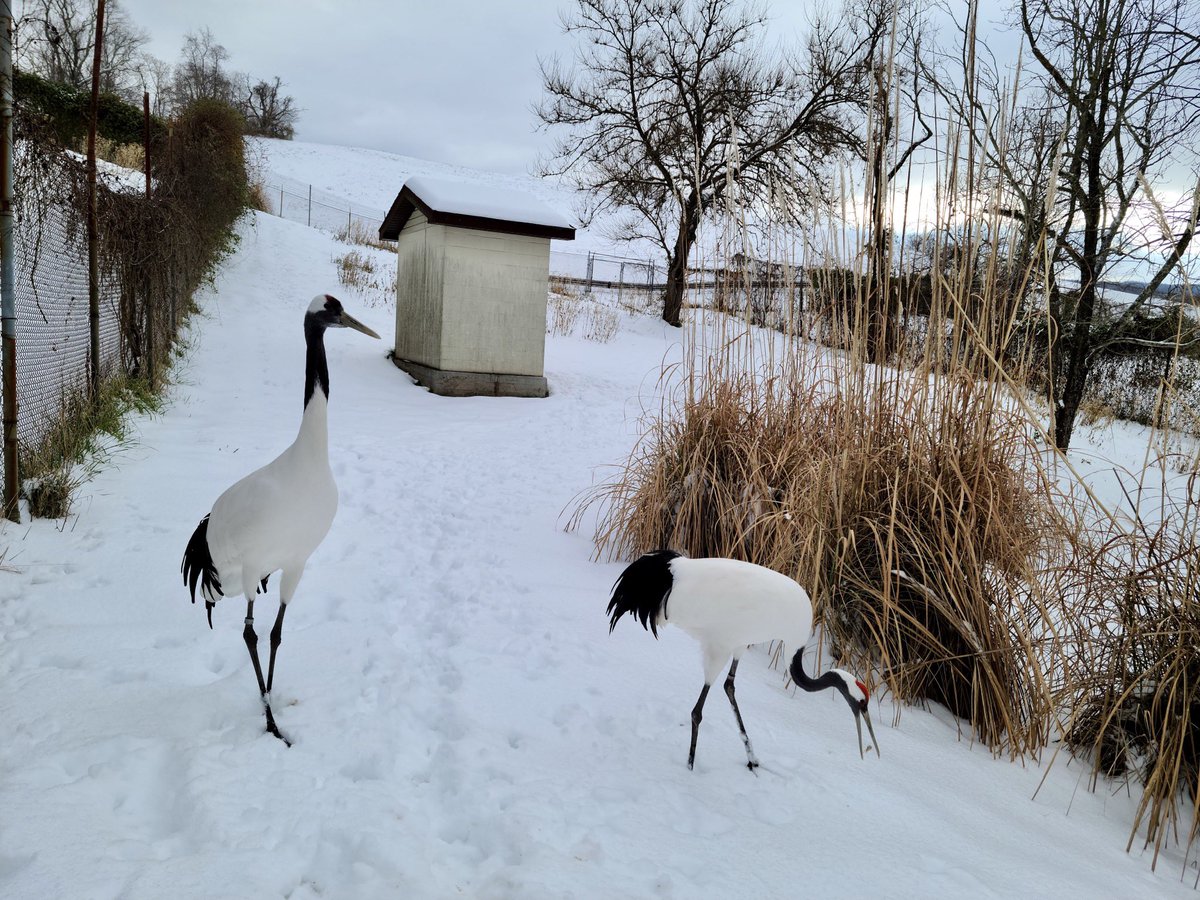 NationalZoo's tweet photo. Earlier this week, the animals at the Smithsonian Conservation Biology Institute woke up to a winter wonderland! As always, their dedicated keepers were hard at work caring for creatures great and small.  
. . . 
#NatZooZen #BringTheZooToYou #ClosedButStillCaring https://t.co/XTM55izRla
