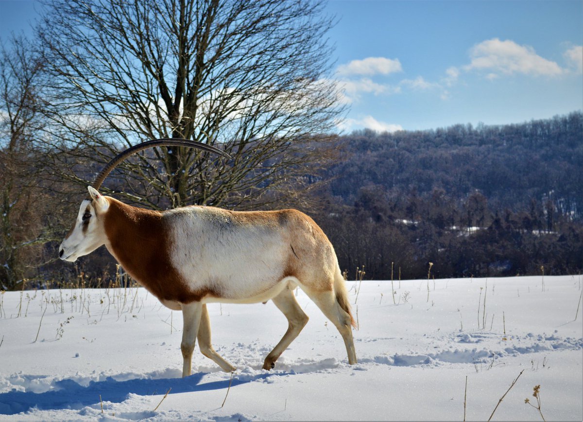 NationalZoo's tweet photo. Earlier this week, the animals at the Smithsonian Conservation Biology Institute woke up to a winter wonderland! As always, their dedicated keepers were hard at work caring for creatures great and small.  
. . . 
#NatZooZen #BringTheZooToYou #ClosedButStillCaring https://t.co/XTM55izRla