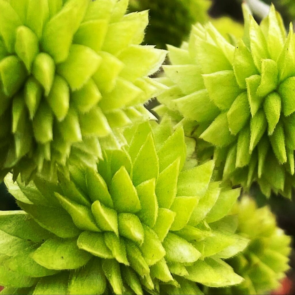 Hélène Scott tweet media