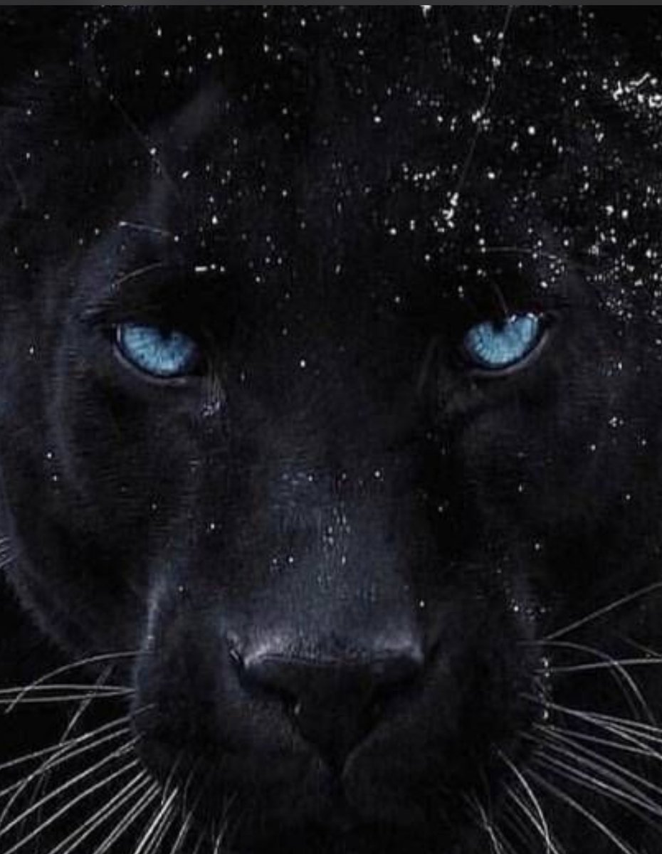 Coloradocrest's tweet image. 