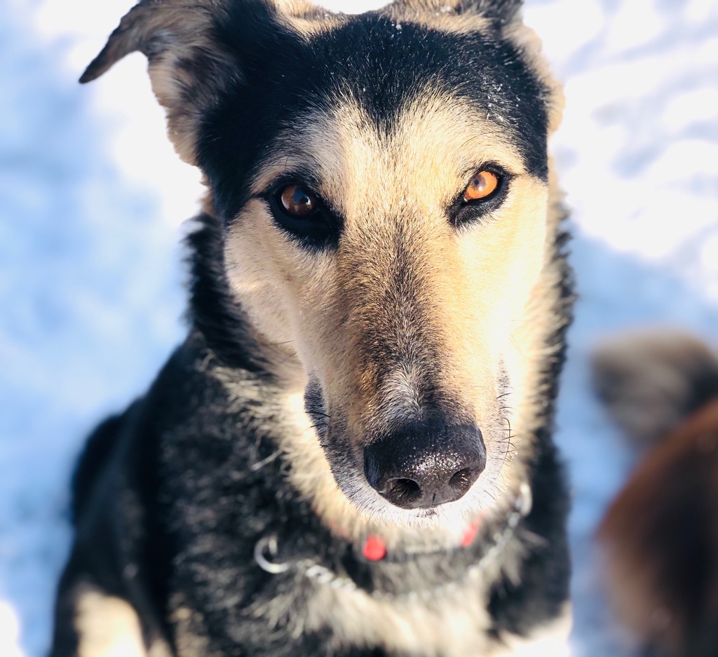 Crazy eyes? 👀 no... hypnotic eyes? 👀 closer... Taz’s usual stare down? 👀 BINGO 😍  
#ThePack #Dogwalk #HappyPlace #tgif #DoggyDaycare #OffLeash #Winter #TrailWalks #Snow #IWokeUpLikeThis #HandsomeBoy