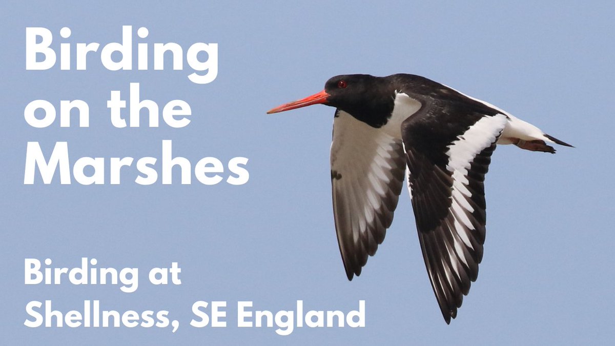 thaibirding's tweet photo. https://t.co/6LWgGTHj8W - Shellness on the Isle of Sheppey is one of my favourite birding sites. I have put this video together to show birders some of the winter highlights; big flocks, shorebirds, gulls & wildfowl @Birdwisenk #birding #birdvideos #birdingtrips #virtualbirding https://t.co/qMT6eQiHy5