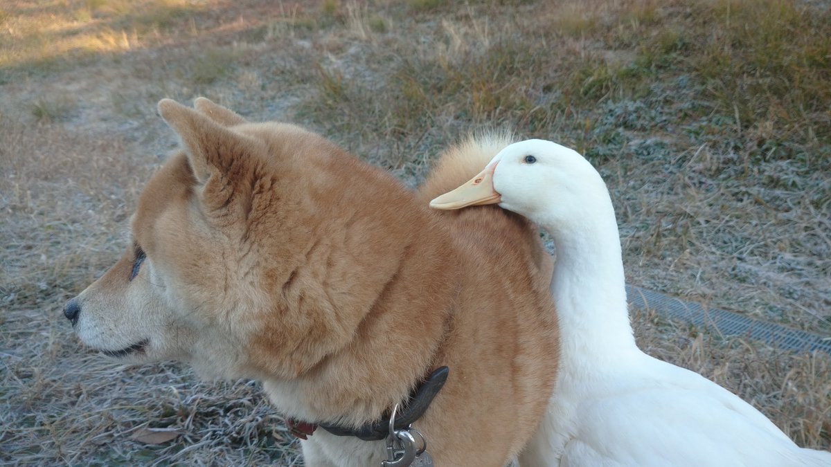 アヒルのトノ 仲良しぐぁ O