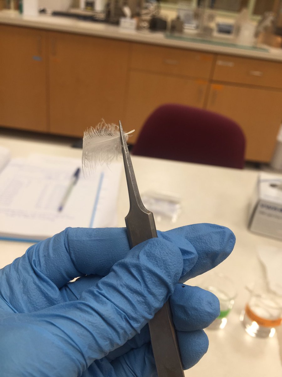 Quinn Carvey (@quinncarvey) on Twitter photo Ever wonder what puffin DNA looks like?! Admittedly, not much, but this vial contains lots of genetic information...all from the tips of feathers! #seabirds #AtlanticPuffin #WomenInScience <a href="/ALAR_UNB/">ALAR - Atlantic laboratory for Avian Research</a> Ever wonder what puffin DNA looks like?! Admittedly, not much, but this vial contains lots of genetic information...all from the tips of feathers! #seabirds #AtlanticPuffin #WomenInScience <a href="/ALAR_UNB/">ALAR - Atlantic laboratory for Avian Research</a>
