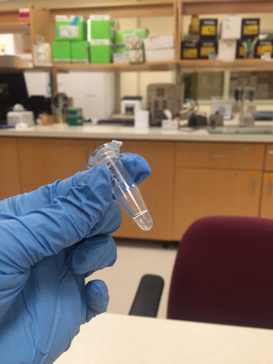 QuinnCarvey's tweet photo. Ever wonder what puffin DNA looks like?! Admittedly, not much, but this vial contains lots of genetic information...all from the tips of feathers! #seabirds #AtlanticPuffin #WomenInScience @ALAR_UNB https://t.co/MS53PQ8SeT