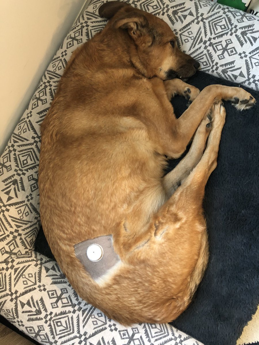 Maya Chilbert (Holsen) tweet media