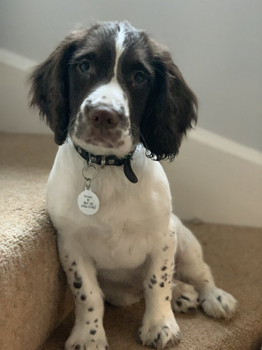 So how is Wilson settling in after his first 5 weeks as a fully paid up member of the Parsnip clan? All good in the hood! #JustSaying