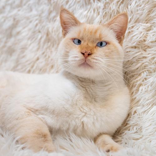 sachikoko's tweet photo. 🙏🏽PLZ SHARE
🏵PRETTY 2YO FLAME PT #SIAMESE MIX "ADDIE"🏵
📯NEEDS A CAT SAVVY🏡#FOREVERHOME🏡
▶4 INFO https://t.co/MBxZGuuRKU
▶📹https://t.co/levpU0owt9
🙏🏽#ADOPT #AdoptDontShop #AdoptMe
#OAKLAND, #CA #NORCAL #CAT #CatsOfMCA
✅CATS @mainecoonadopts #CatsofTwitter https://t.co/tQwrCN6PHc