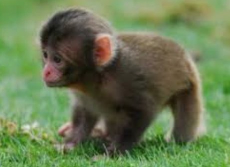 Cool photos of monkeys, a thread: