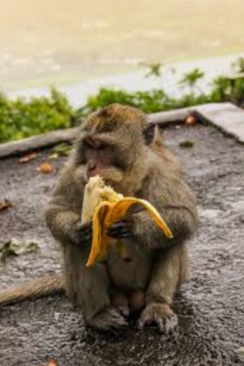 Cool photos of monkeys, a thread: