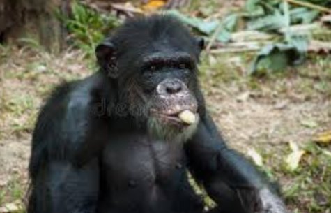 Cool photos of monkeys, a thread: