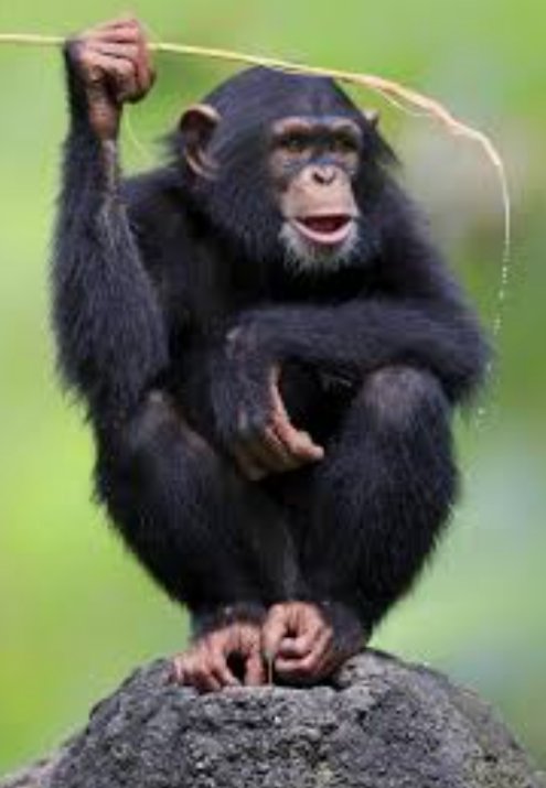Cool photos of monkeys, a thread: